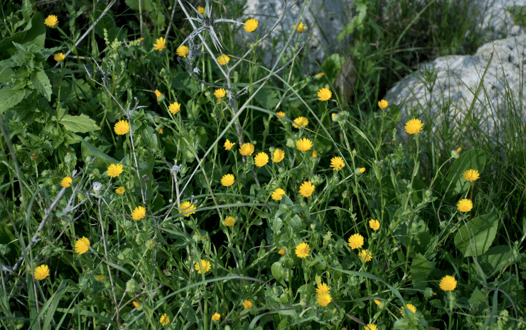 Calendula